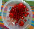 Petite récolte de tomates