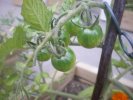 Les premières tomates attendent les rayons du soleil pour rougir de (...)