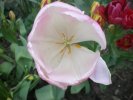 Au cœur de la tulipe rose