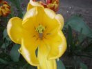Au cœur de la tulipe jaune.