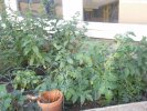 Menthe verte, plants de tomates