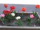 Les tulipes et les muscaris