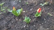Petites tulipes deviendront grandes.