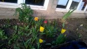 Jonquille et tulipes jaunes et rouges