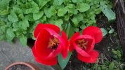 Tulipes jumelles près de la mélisse.
