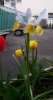 Élégante Iris blanche et jaune !
