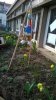 Notre épouvantail recyclé protège les tulipes.