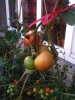 Dernières tomates rougissantes