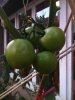 Dernières tomates encore vertes