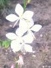 Des fleurs de gaura.